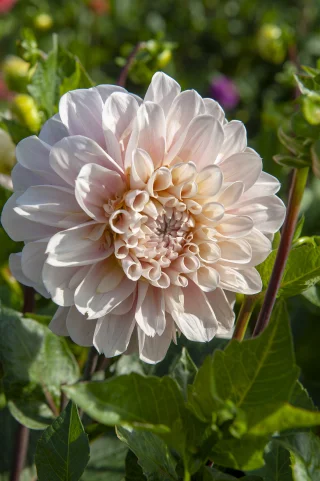 Dekorativdahlia Sweet Nathalie