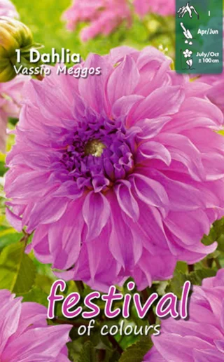 Dekorativdahlia Vassio Meggos