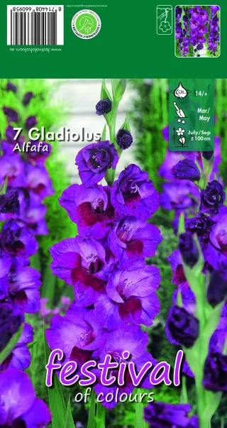 Gladiol / Sabellilja
