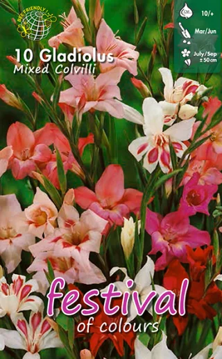 Gladiol / Sabellilja