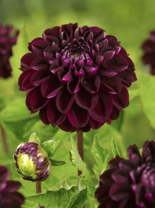 Bolldahlia Dark Spirit