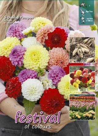 Pompondahlia mix