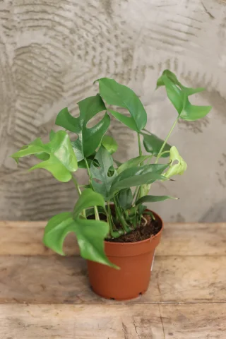 Monstera fingerranka