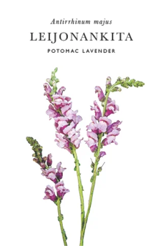 Lejongap 'Potomac Lavendel'