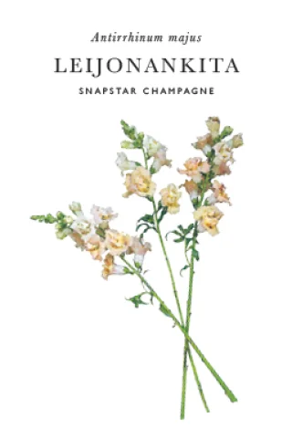 Lejongap 'Snapstar Champagne'