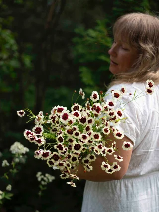 Tigeröga 'Incredible Swirl'