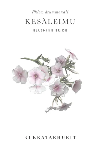 Sommarflox 'Blushing bride'