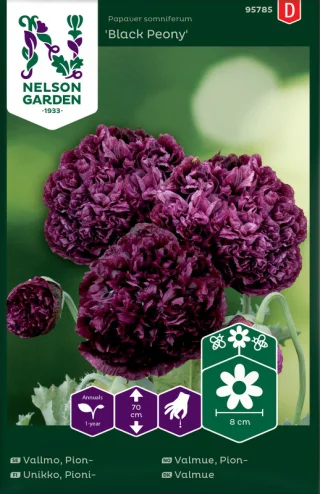 Pioniunikko 'Black Peony'