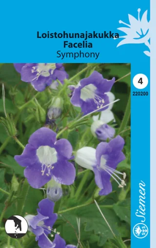 Honungsfacelia 'Symphony'