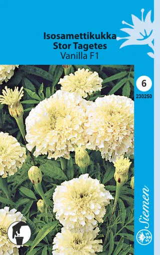 Tagetes  stor 'Vanilla F1'