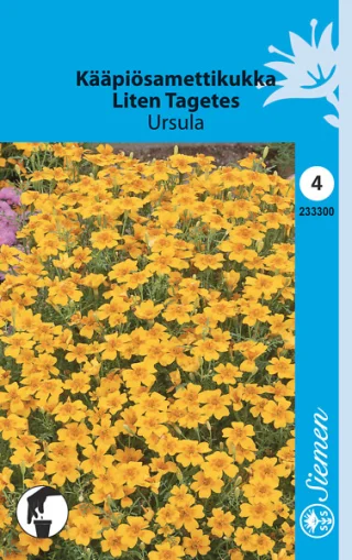 Tagetes, Liten 'Ursula'