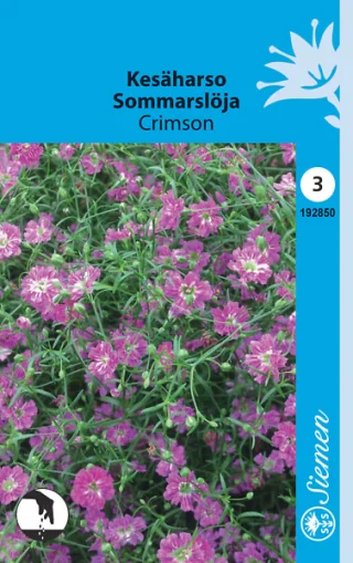 Sommarslöjblomma 'Crimson'