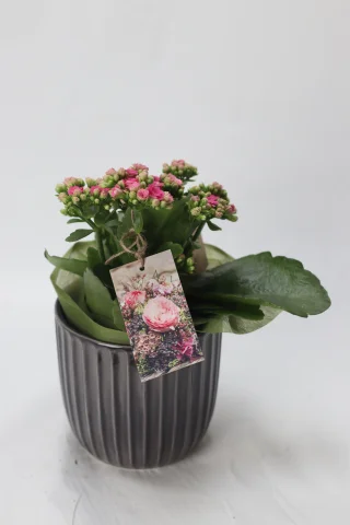 Tulilatva keramiikkaruukussa