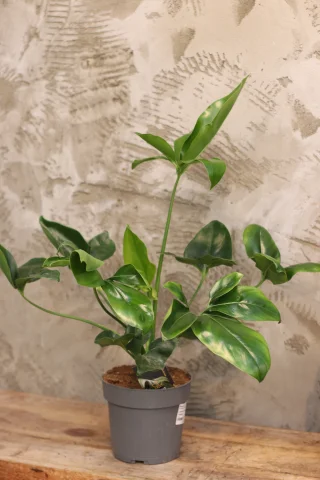 Filodendron