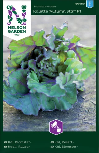 Blomsterkål 'Autumn Star'