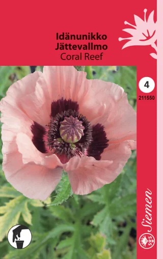 Jättevallmo 'Coral Reef'