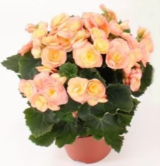 Begonia