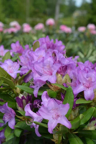 Parkrododendron (40-60 cm)