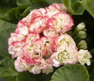 Ruusunnuppupelargoni