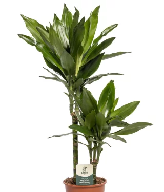 Doftdracena