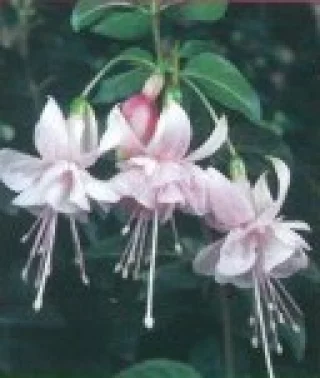 Verenpisarat, Riippuva