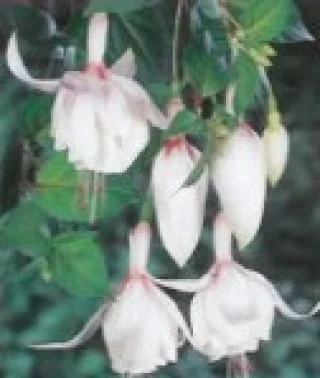 Verenpisarat, Pystykasvuinen