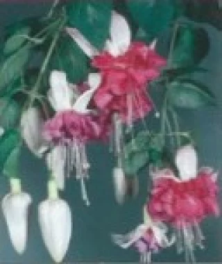 Verenpisarat, Riippuva