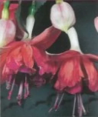 Verenpisarat, Riippuva