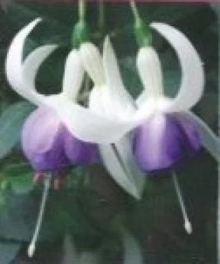 Verenpisarat, Pystykasvuinen