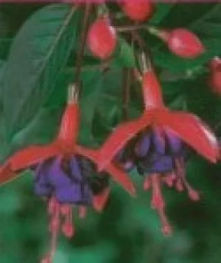 Verenpisarat, Pystykasvuinen