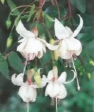 Verenpisarat, Riippuva