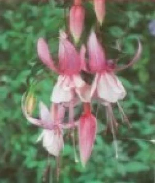 Verenpisarat, Riippuva