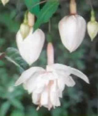 Verenpisarat, Riippuva