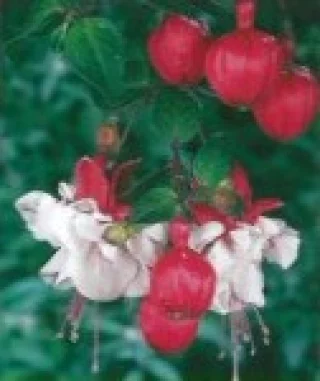 Verenpisarat, Riippuva