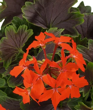 Pelargoni