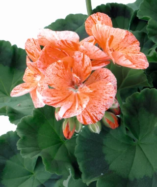 Pelargoni
