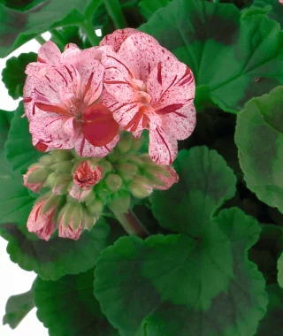 Pelargoni