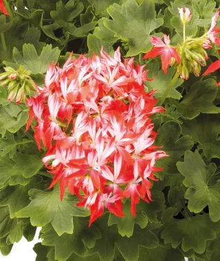 Pelargoni