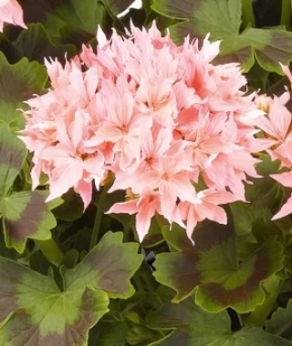 Pelargoni