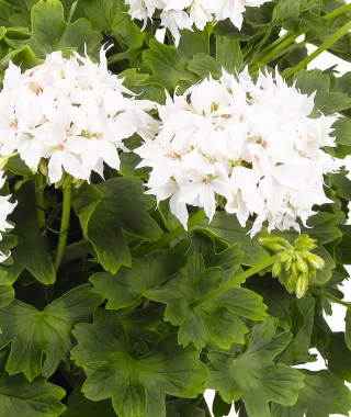 Pelargoni