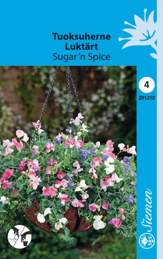 Luktärt 'Sugar and Spice'