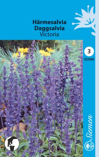 Daggsalvia 'Victoria