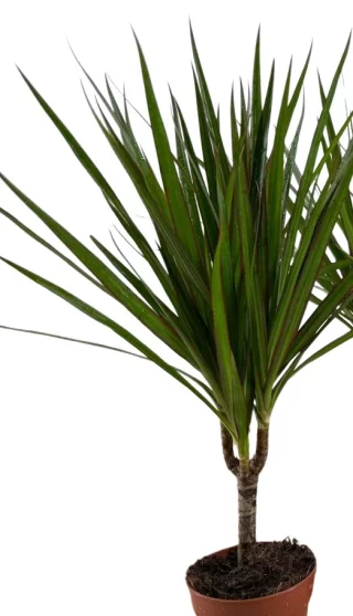 Kantdracena