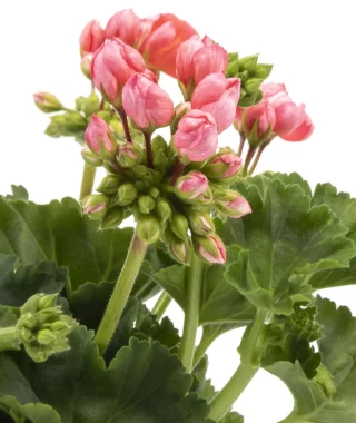 Tulppaanipelargoni