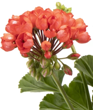 Tulppaanipelargoni