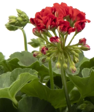 Ruusunnuppupelargoni