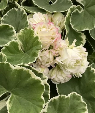 Ruusunnuppupelargoni