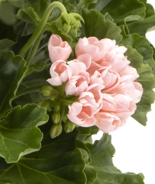 Tulppaanipelargoni