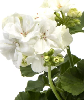 Tulppaanipelargoni