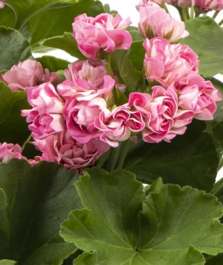 Ruusunnuppupelargoni